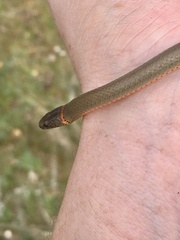 Diadophis punctatus modestus