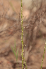 Gaudinia fragilis, photograph (c) Noé Fleury Frouart, some rights reserved (CC BY)