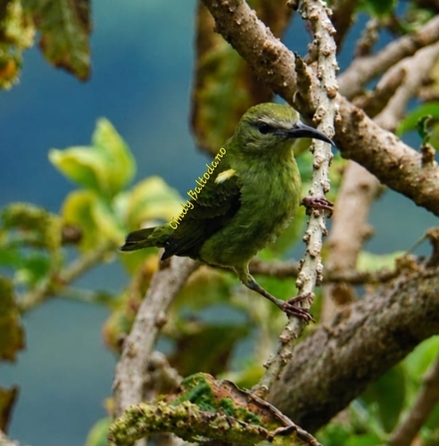 Red-legged Honeycreeper