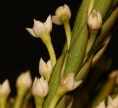 Struthiola salteri
