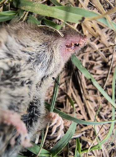 North American Least Shrew observed by jellyfishmambo
