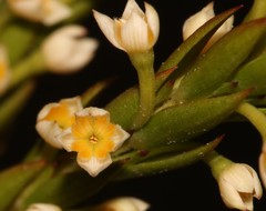 Struthiola salteri