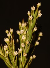 Struthiola salteri