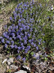 author not stated, no rights reserved Veronica saturejoides, photograph author not stated, no rights reserved
