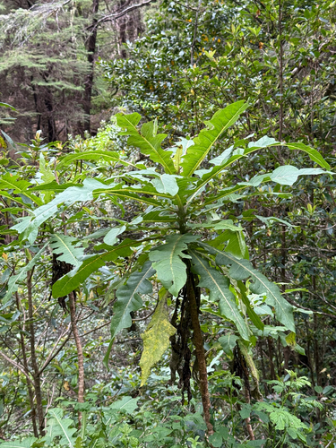 Sonchus fruticosus, photograph 3