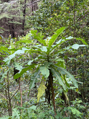 Sonchus fruticosus, photograph (c) Rob Felix, some rights reserved (CC BY)