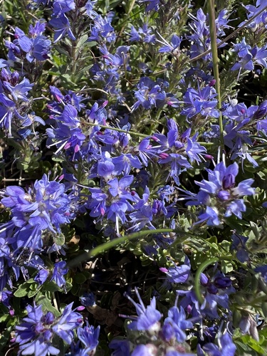 Veronica saturejoides, photograph 5