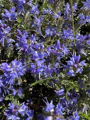 author not stated, no rights reserved Veronica saturejoides, photograph author not stated, no rights reserved