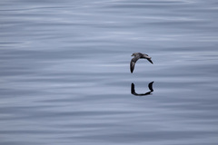 Fulmarus glacialis glacialis