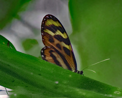 Mechanitis lysimnia utemaia