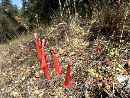 iNaturalist observation photo of scarlet bugler
