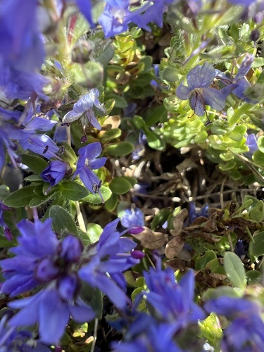 Veronica saturejoides, photograph 6