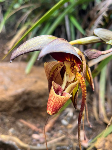 Paphiopedilum adductum