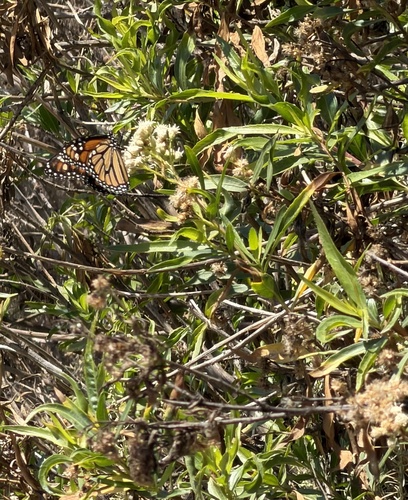 iNaturalist observation photo of Monarch
