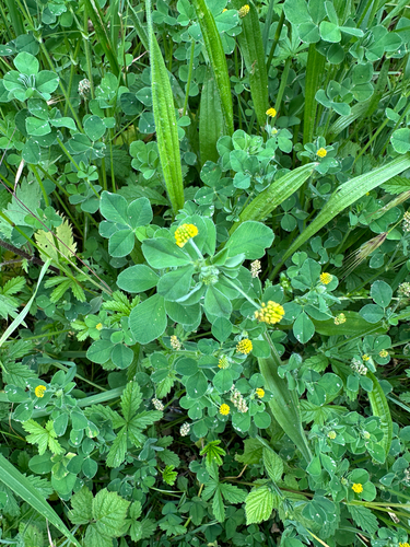 Black Medick