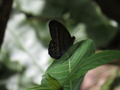 Amiga arnaca