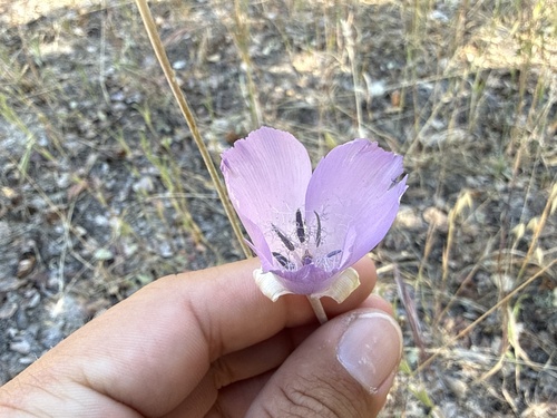 iNaturalist observation photo of Splendid Mariposa Lily
