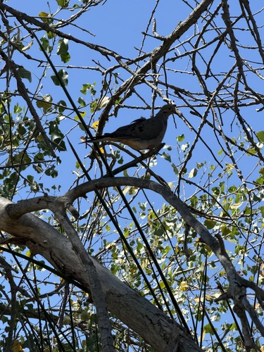 iNaturalist observation photo of Mourning Dove