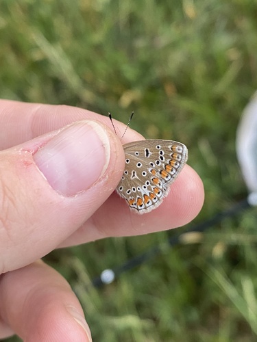 Common Blue