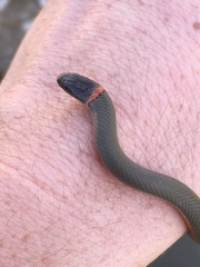 Diadophis punctatus modestus