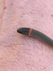 Diadophis punctatus modestus