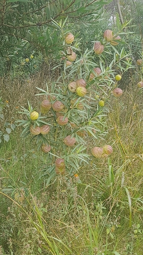 balloonplant
