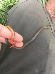 Diadophis punctatus modestus