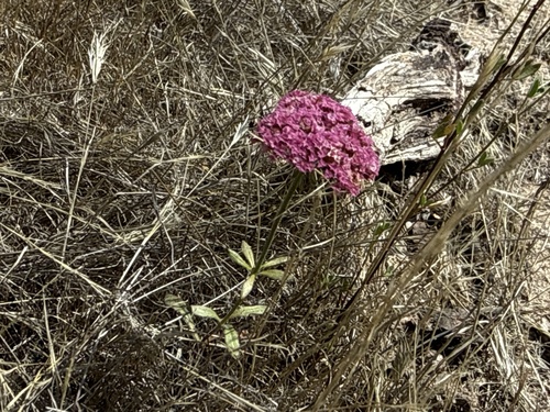 iNaturalist observation photo of Douglas' Spineflower