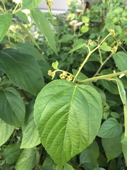 Varronia polycephala