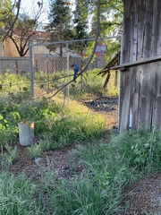 Aphelocoma californica