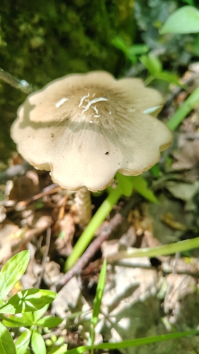 Oudemansiella radicata — (c) Полина Полежанкина, some rights reserved (CC BY)