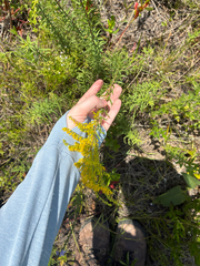 Solidago tortifolia