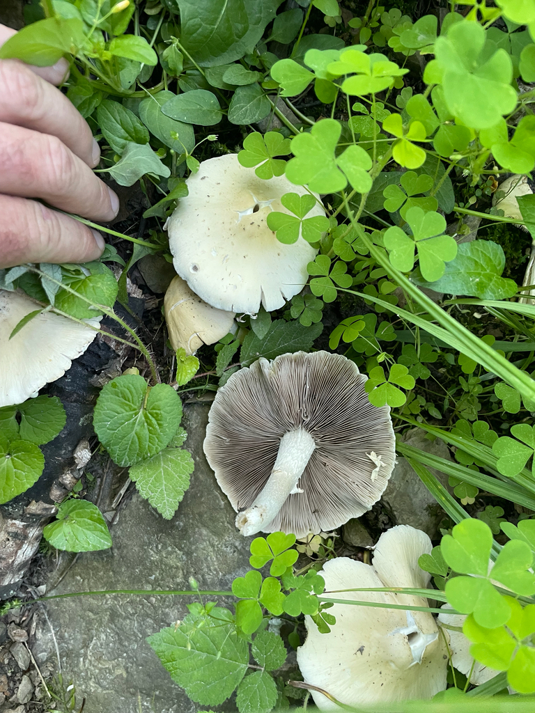 Pale Brittlestem · May 2026 · photo: Photo: no rights reserved · iNaturalist