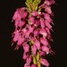 Erica scytophylla - Photo (c) Brian du Preez, some rights reserved (CC BY-SA), uploaded by Brian du Preez