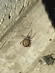 Steatoda