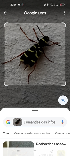 Wasp Beetle