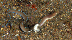 Gymnothorax albimarginatus