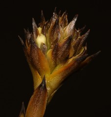 Thesium aggregatum