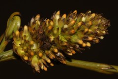 Thesium aggregatum