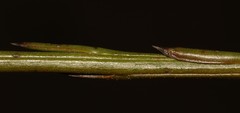 Thesium aggregatum