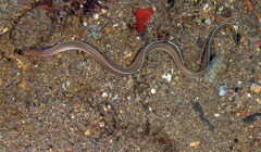 Gymnothorax albimarginatus