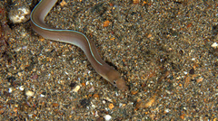 Gymnothorax albimarginatus