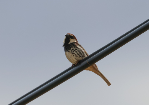 Spanish Sparrow