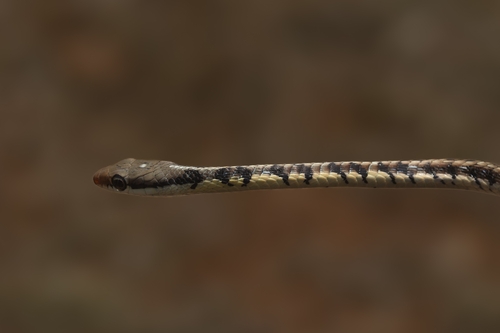 Common Bronzeback Tree Snake