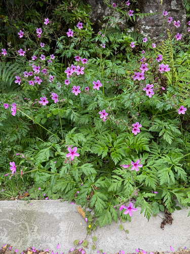 Geranium palmatum