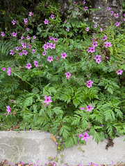 Geranium palmatum