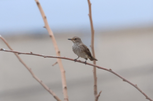 Spotted Flycatcher