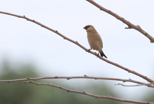 Desert Finch