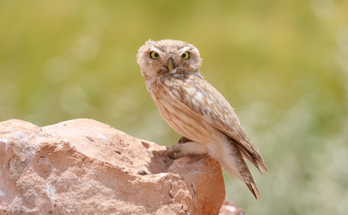 Lilith Owl