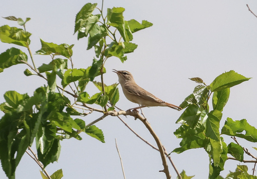 Rufous-tailed Scrub-Robin